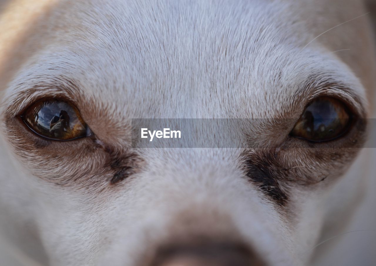 CLOSE-UP PORTRAIT OF A DOG