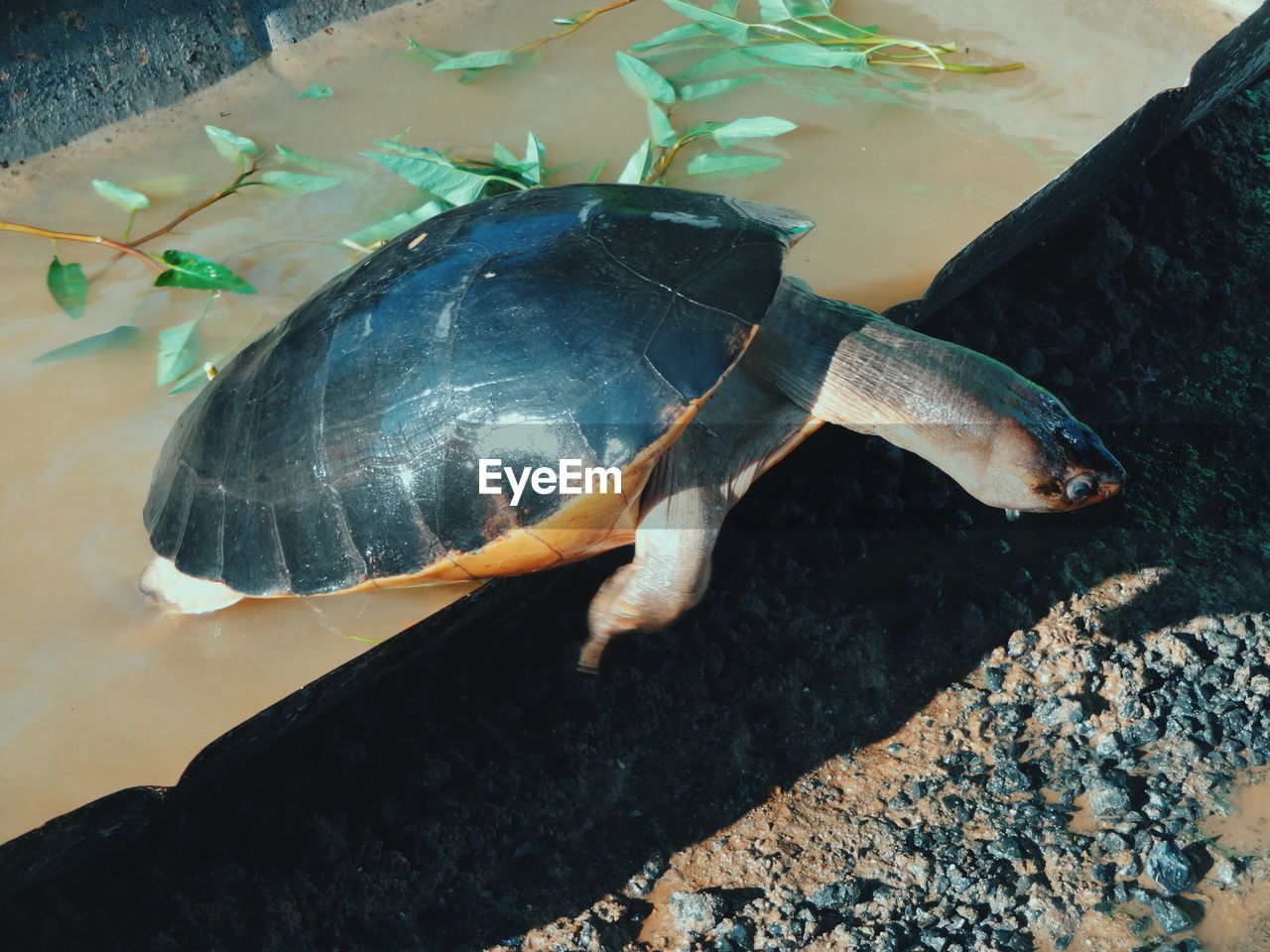 HIGH ANGLE VIEW OF A TURTLE ON ROCK