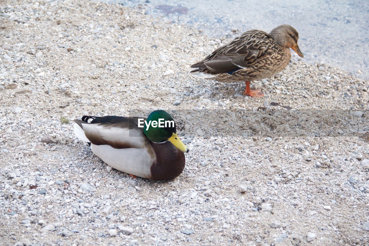 High angle view of mallard duck