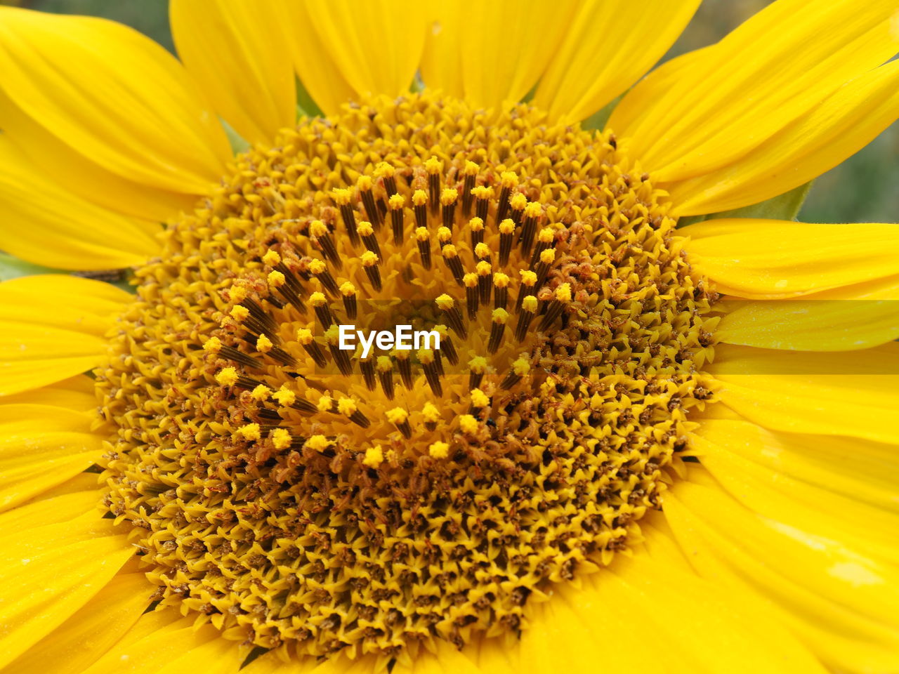 Full frame shot of yellow flower