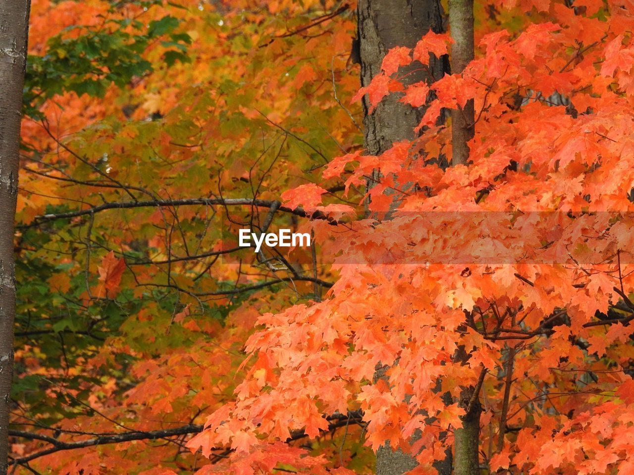 Close-up of maple tree in forest during autumn