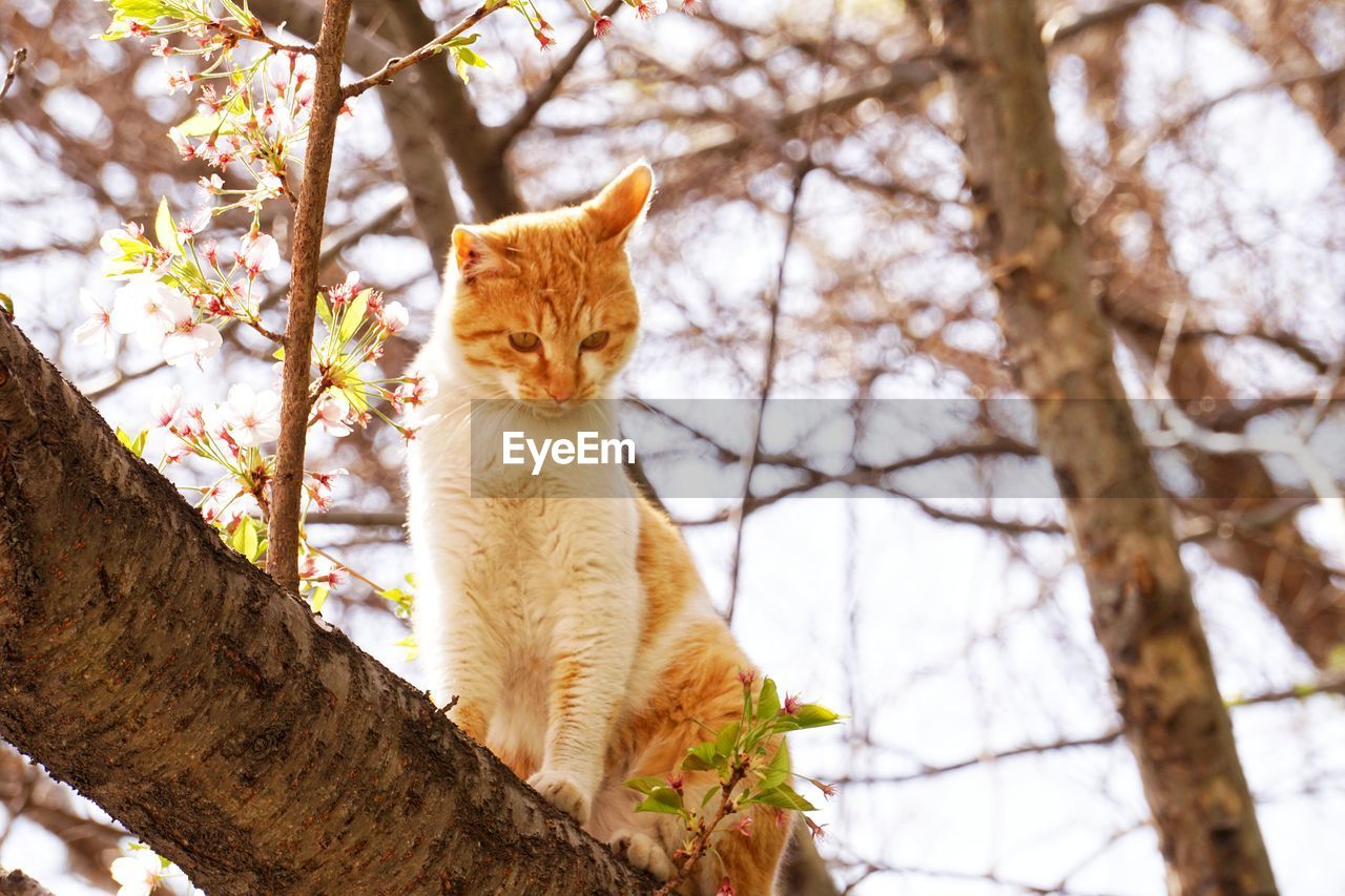 Low angle view of cat sitting on tree