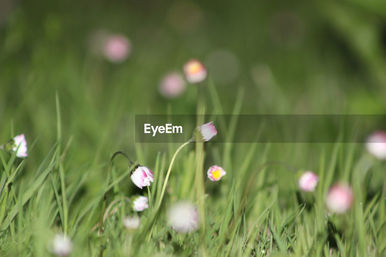 Close-up of flowers growing in field