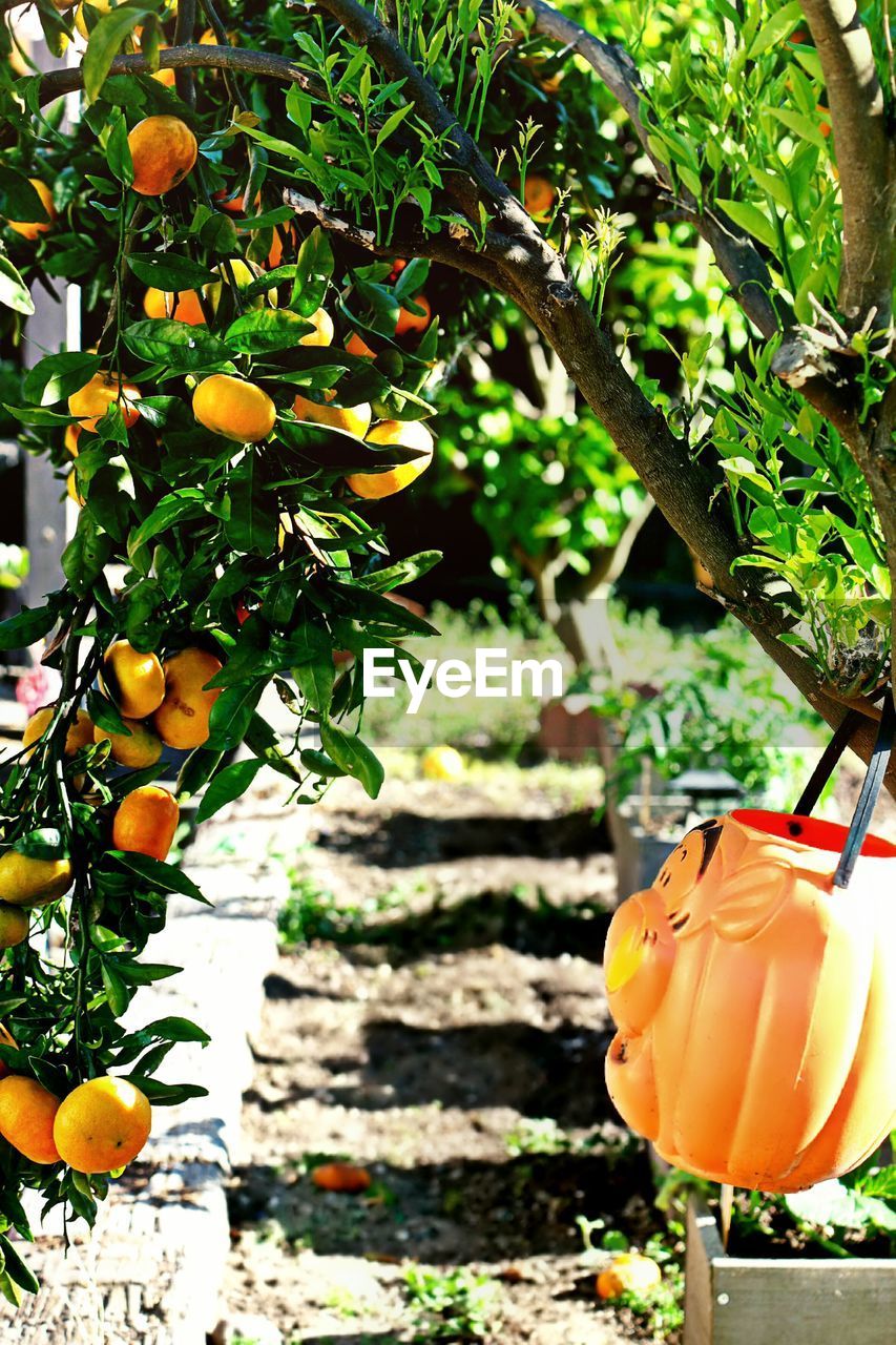 CLOSE-UP OF ORANGE FRUITS ON TREE