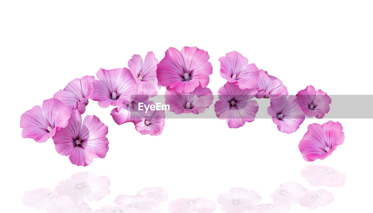 flower, pink, flowering plant, plant, freshness, beauty in nature, cut out, petal, violet, purple, nature, lavender, white background, flower head, inflorescence, fragility, no people, studio shot, magenta, close-up, indoors, copy space, lilac, blossom