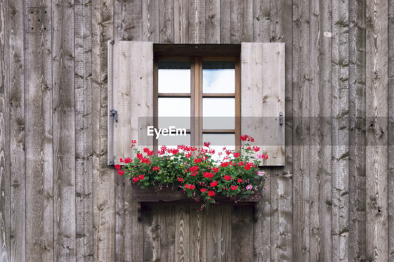 Close-up of pink flowers on window sill