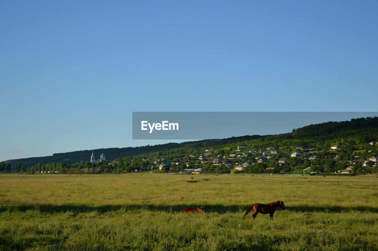 Horse grazing on field against clear blue sky