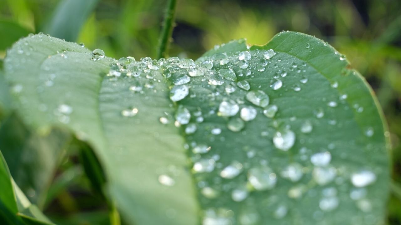 CLOSE-UP OF WET LEAF