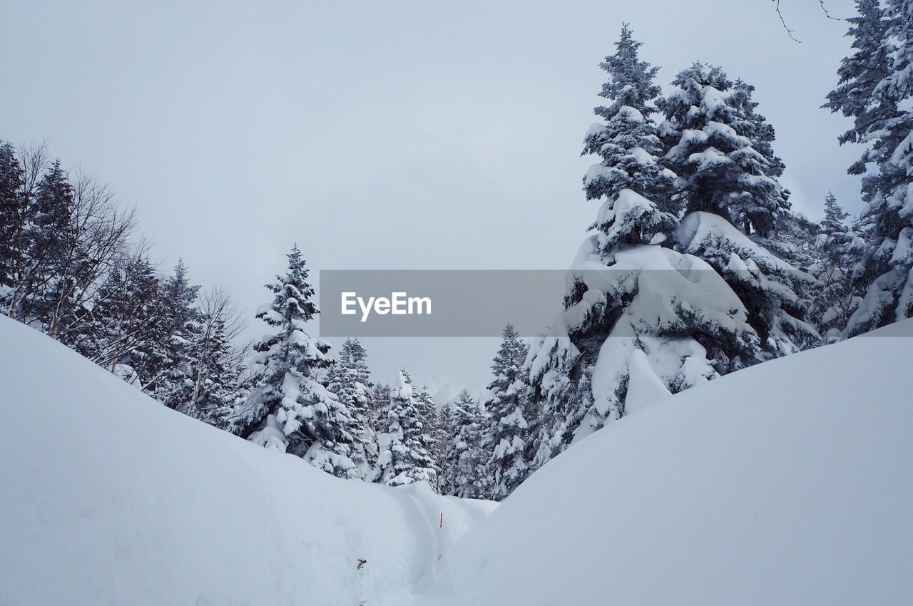 LOW ANGLE VIEW OF TREES DURING WINTER