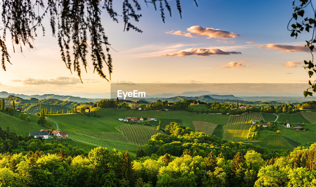 South styria vineyards landscape, near gamlitz, austria, europe. grape hills view from wine road