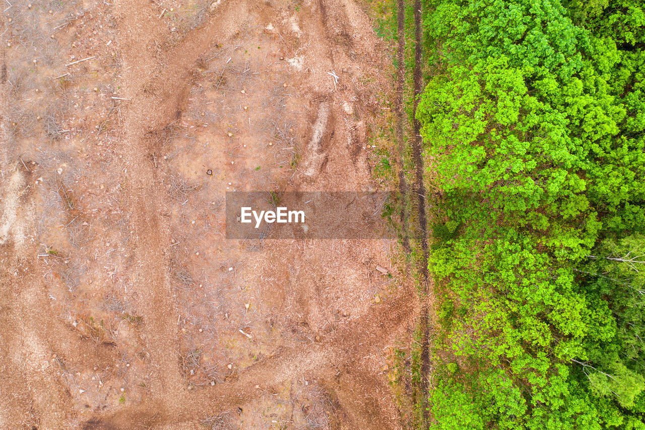 FULL FRAME SHOT OF TREE ON FIELD