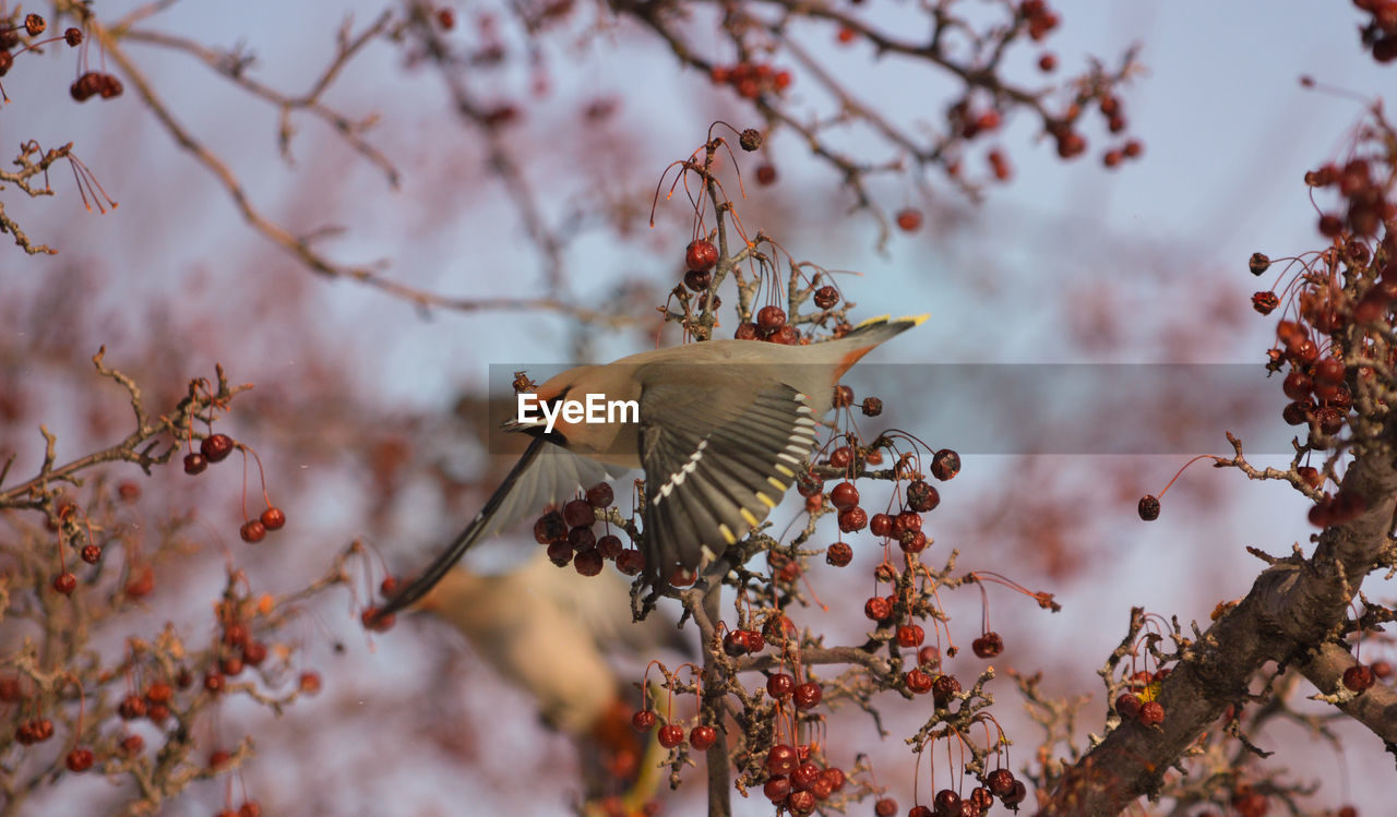 Low angle view of bird on branch