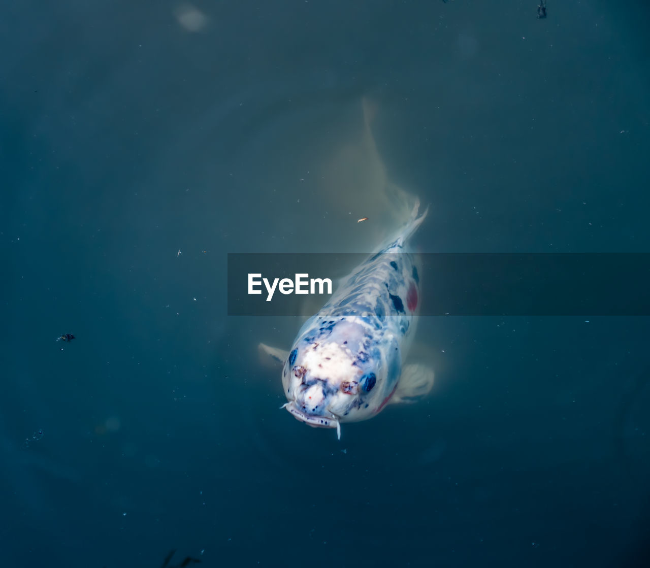 CLOSE-UP OF FISH SWIMMING UNDERWATER