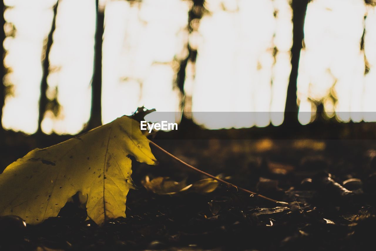 CLOSE-UP OF DRY LEAVES ON FIELD DURING AUTUMN