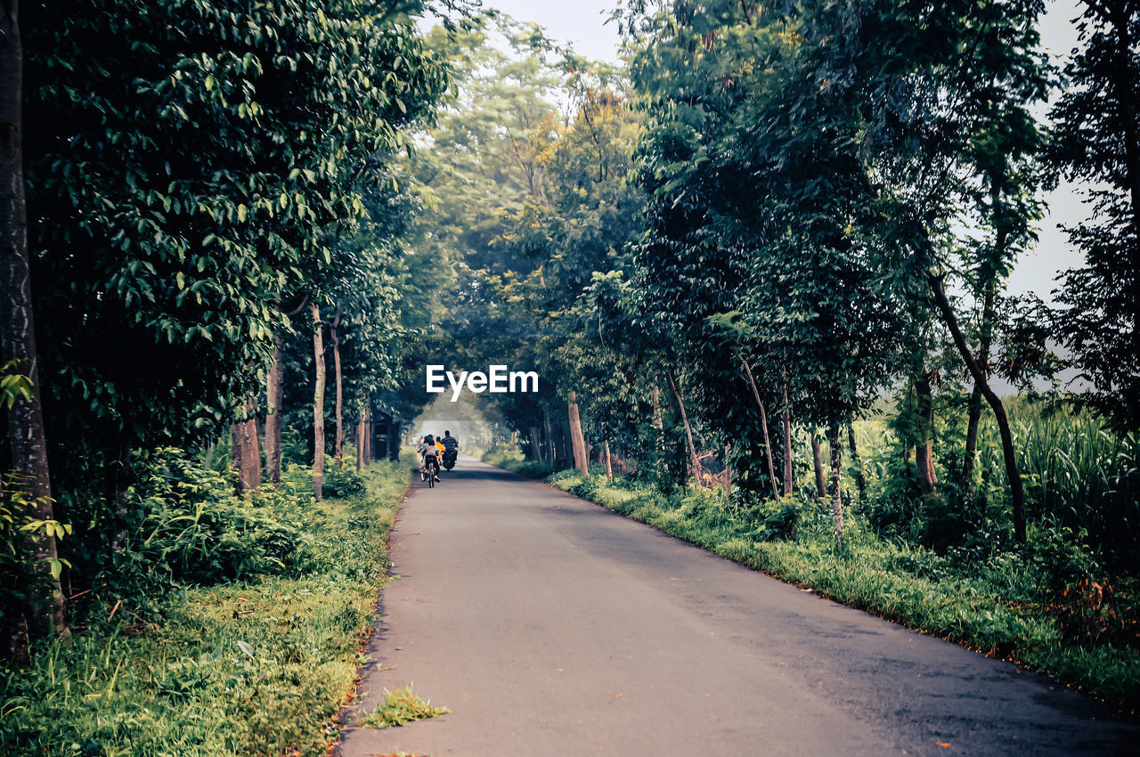 plant, tree, the way forward, transportation, nature, road, forest, autumn, growth, morning, leaf, sunlight, woodland, green, day, beauty in nature, rural area, diminishing perspective, outdoors, footpath, tranquility, land, vanishing point, natural environment, grass, mode of transportation, tranquil scene, street, infrastructure, city, light, scenics - nature, no people