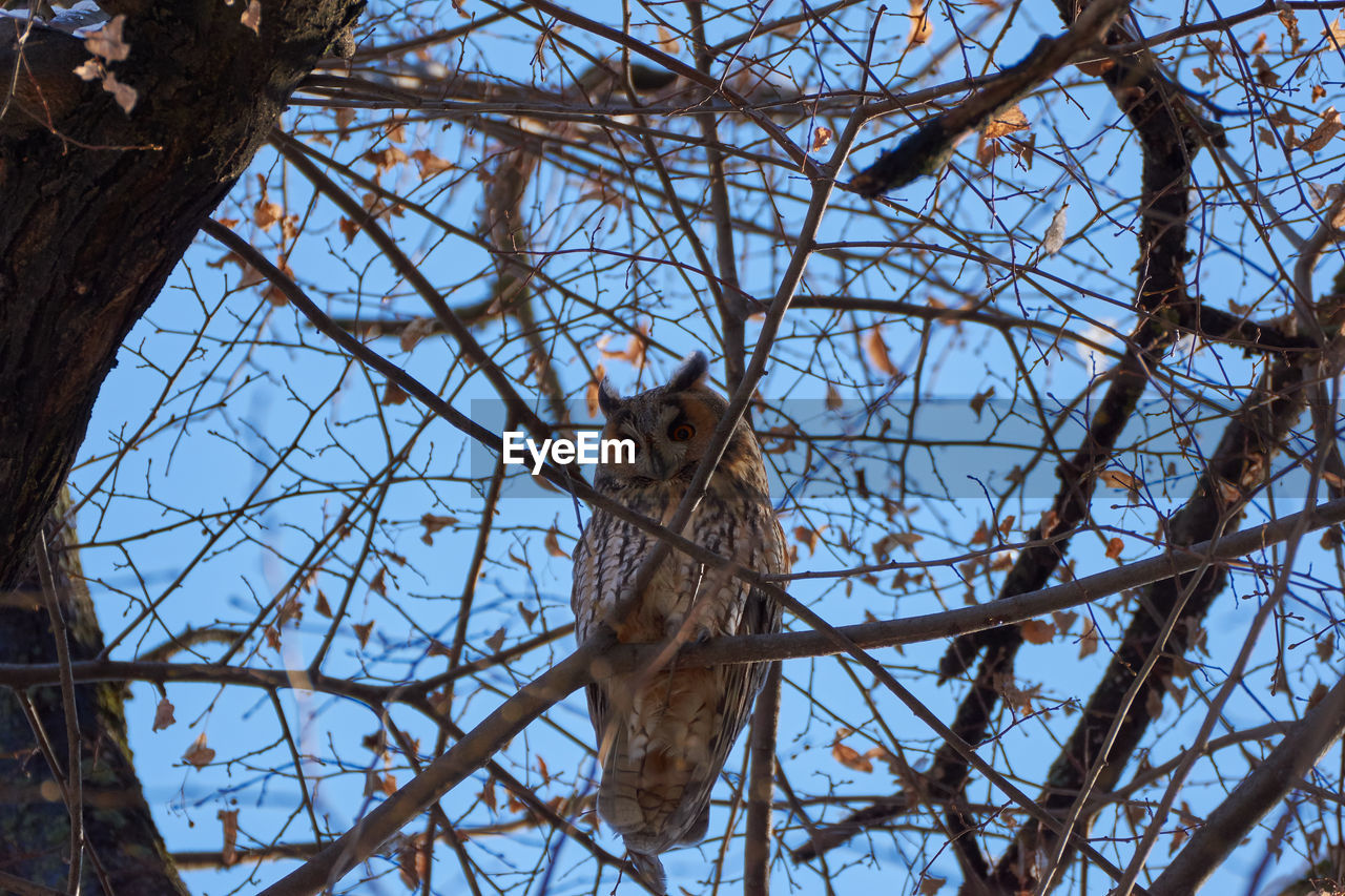 Asio otus - long-eared owl