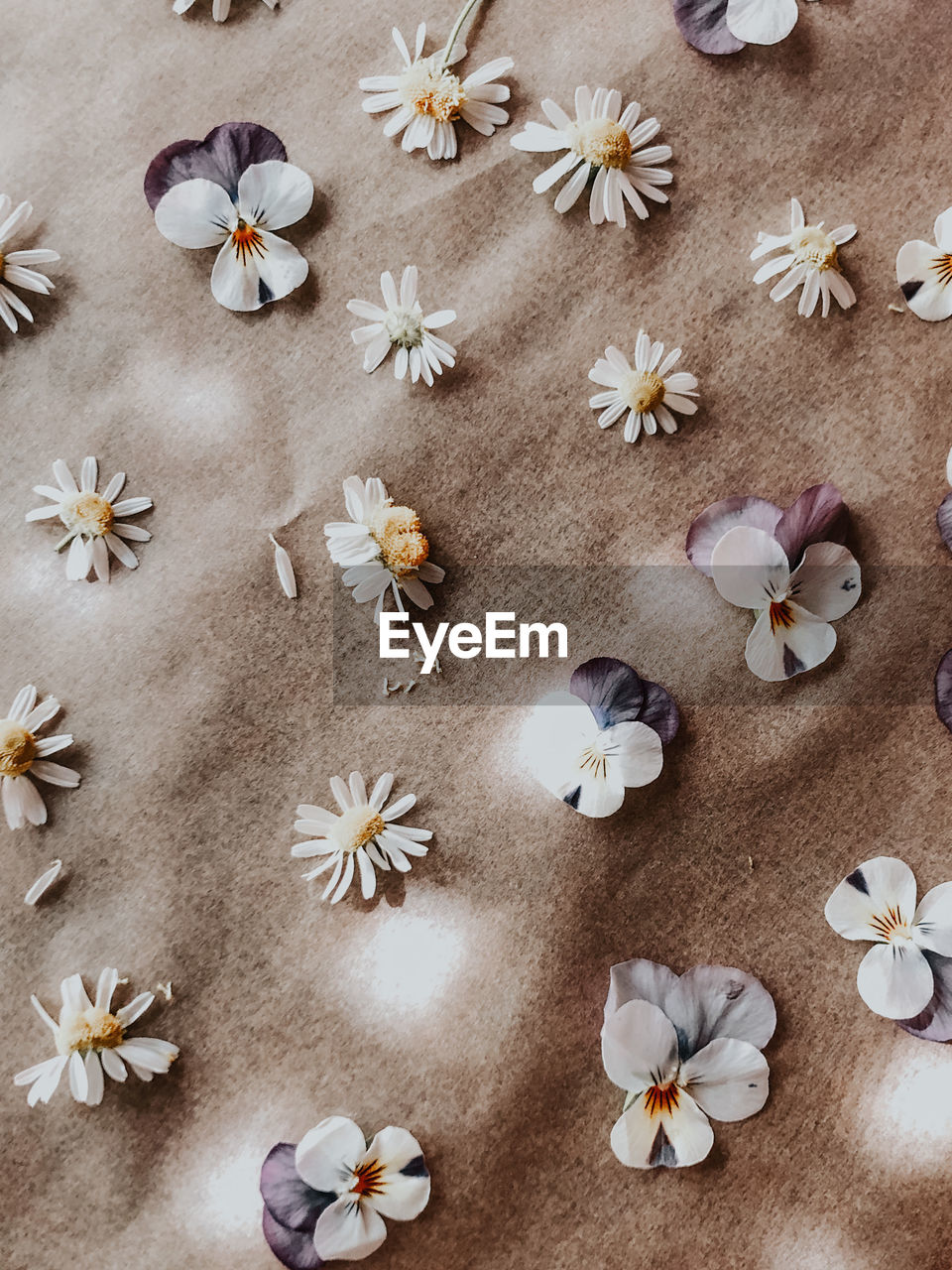 High angle view of white flowers on floor