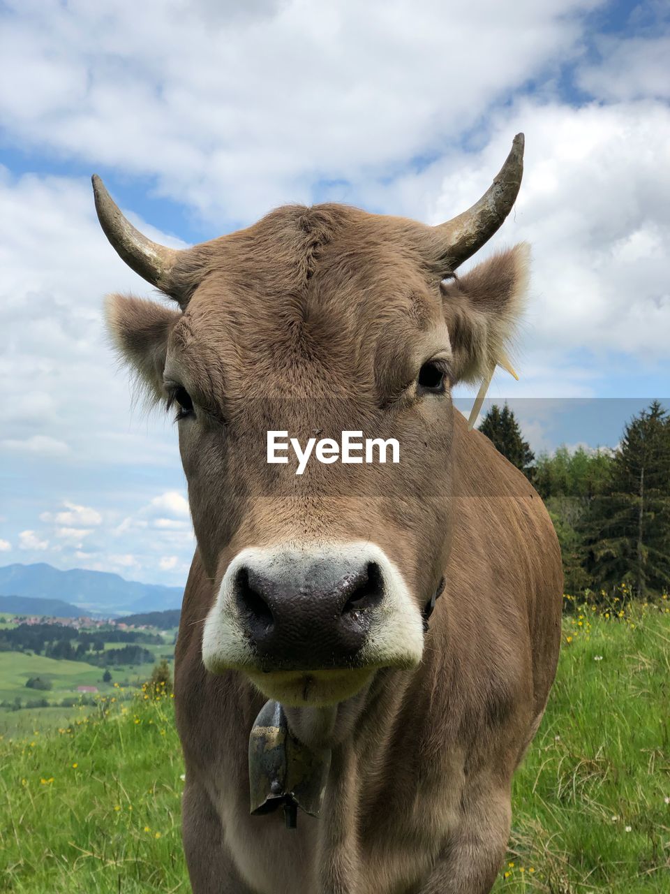 Portrait of a cow on field