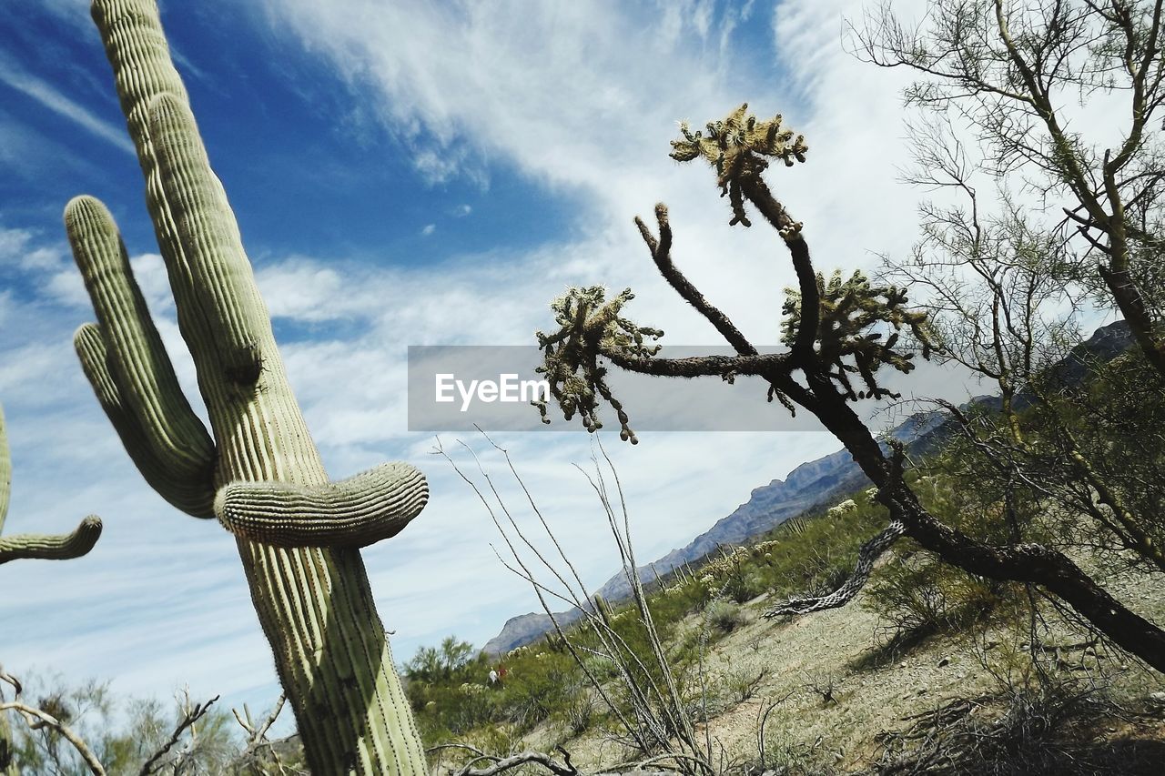 Low angle view of cactus growing outdoors