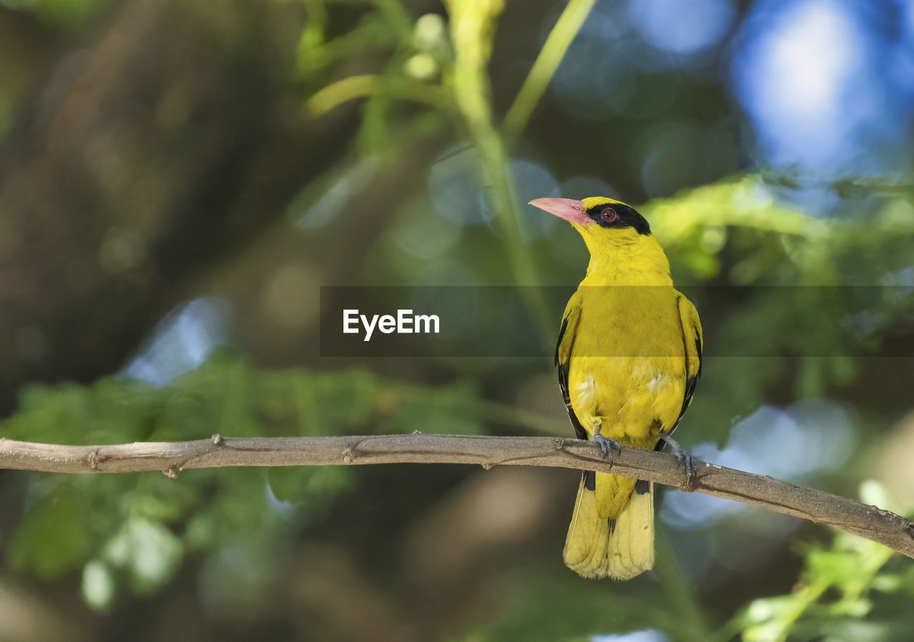 Golden oriole