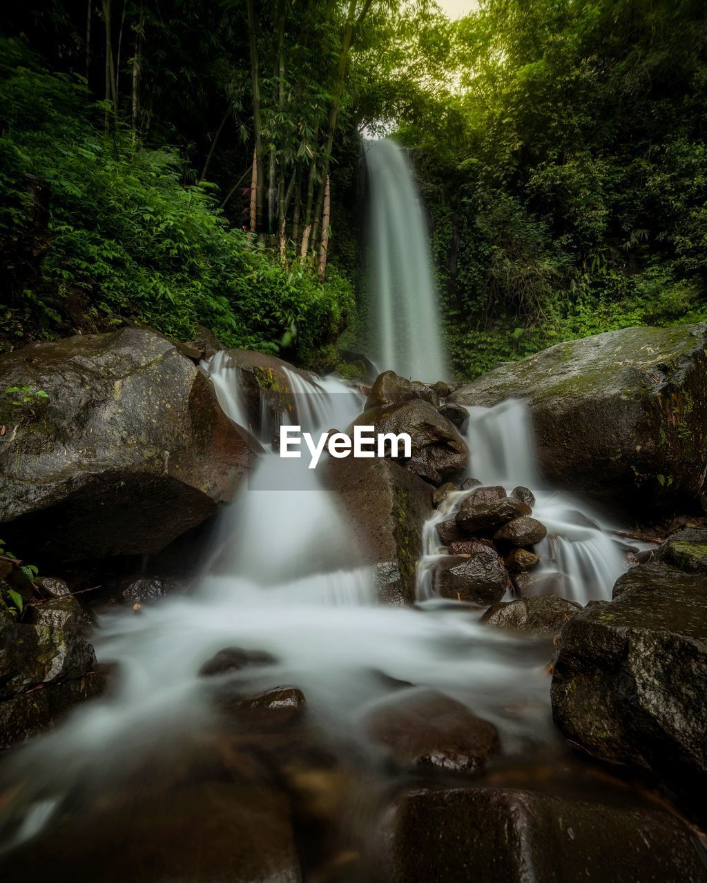 Low angle view of waterfall in forest