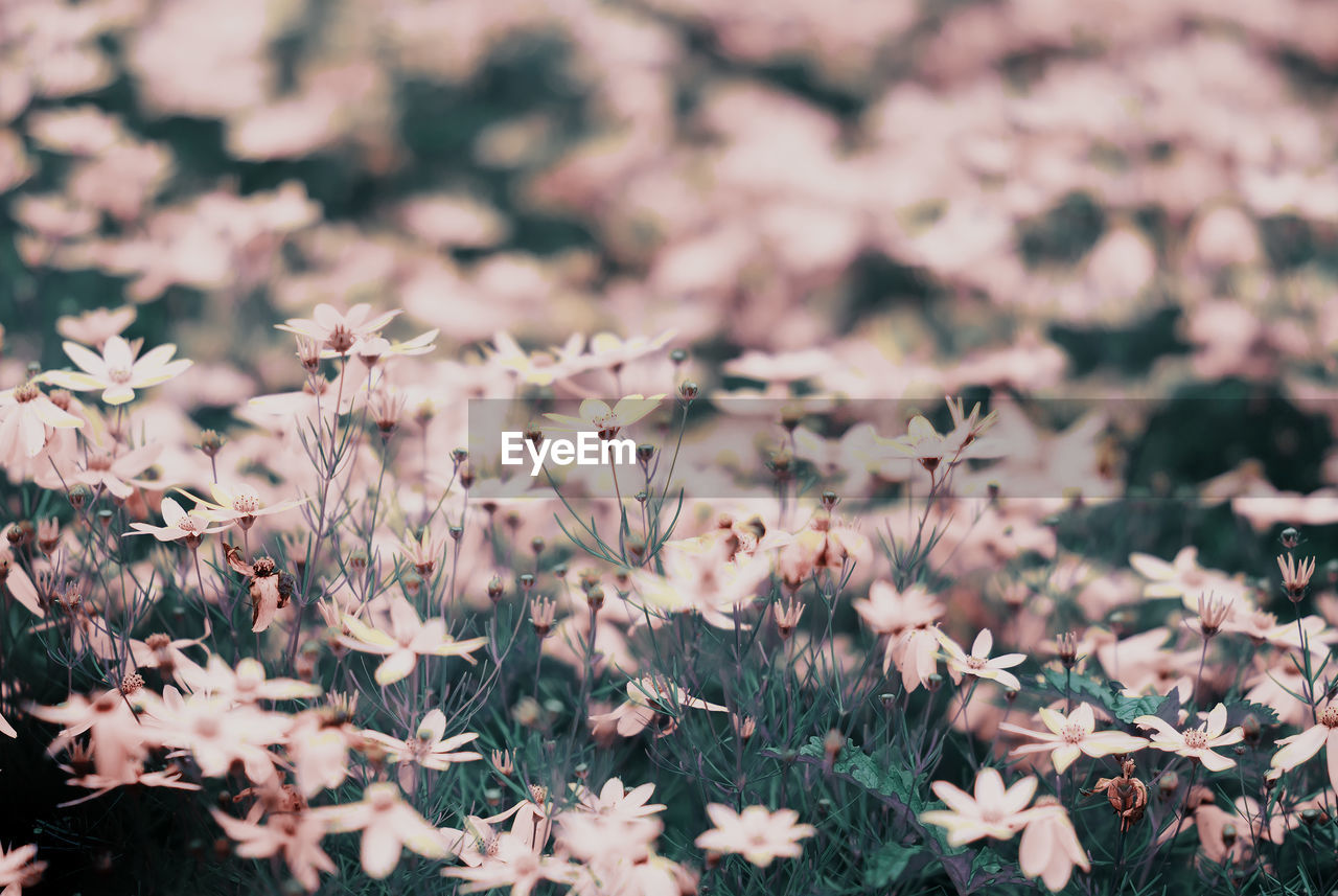 Close-up of flowers growing in field