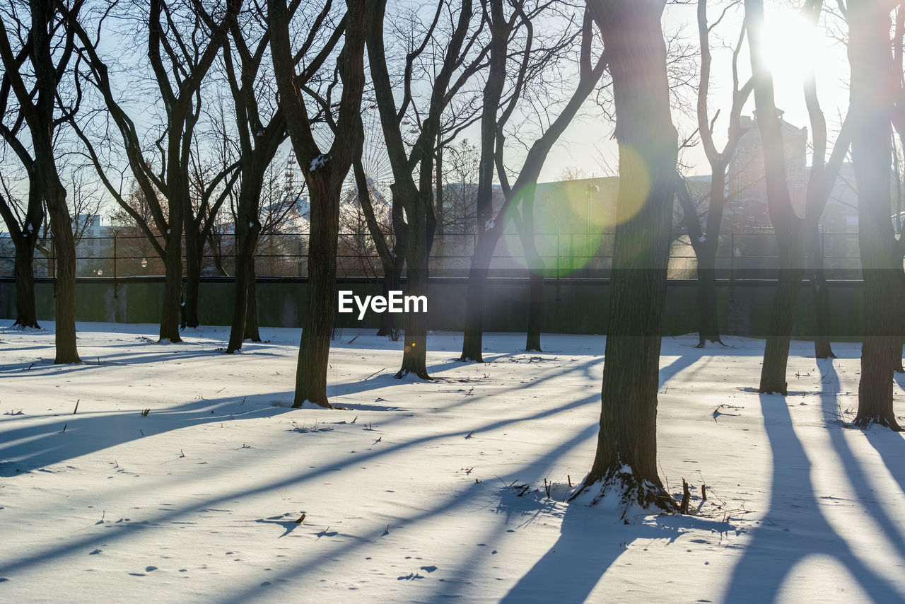 Bare trees on snow covered field at park