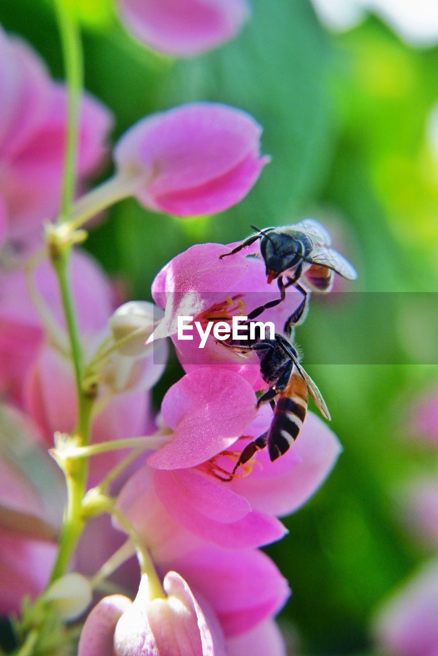 CLOSE-UP OF BEE POLLINATING ON PINK FLOWERING PLANT