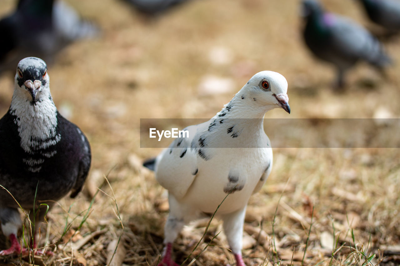 Close up of pigeon