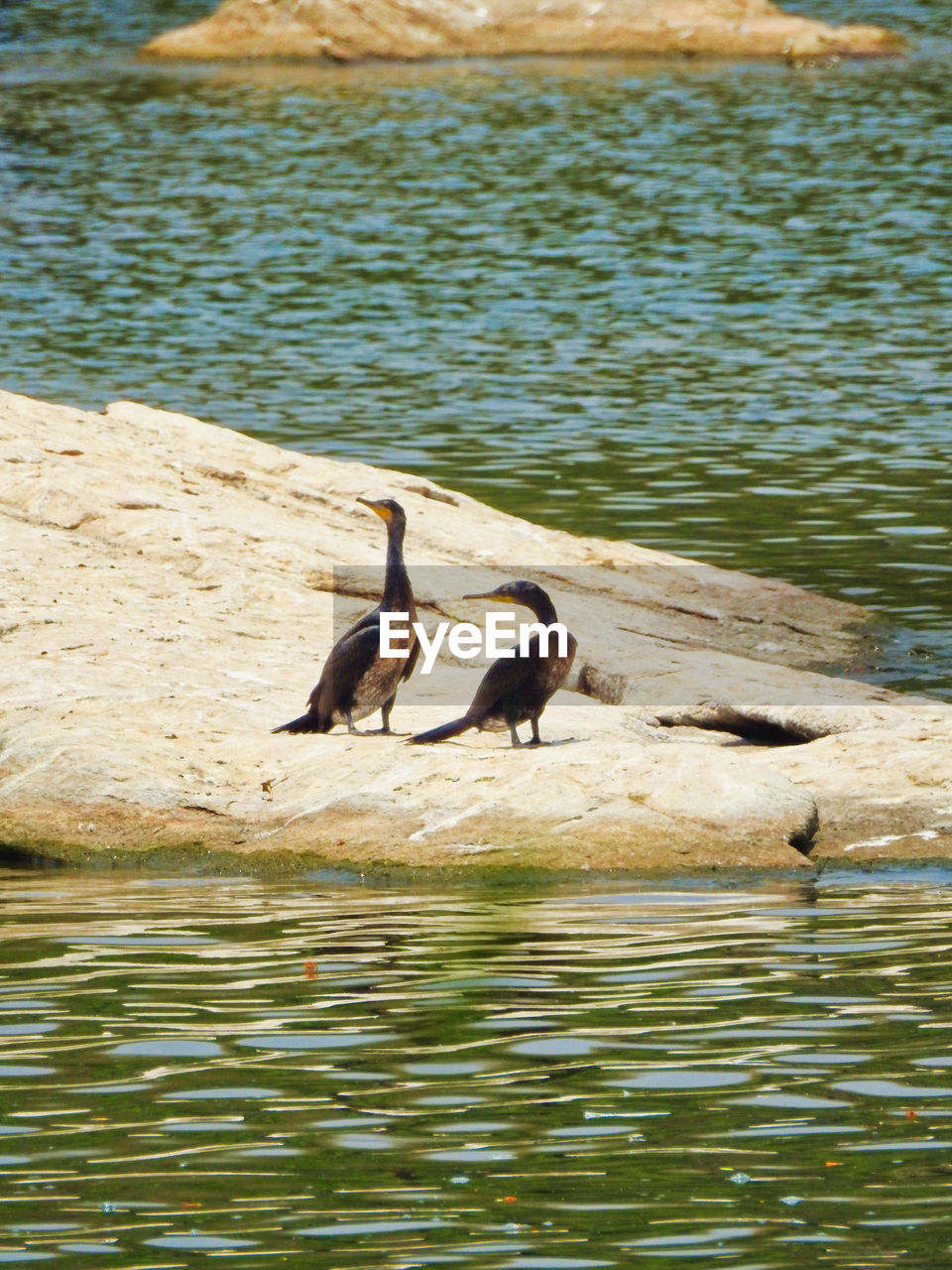 BIRD ON LAKE