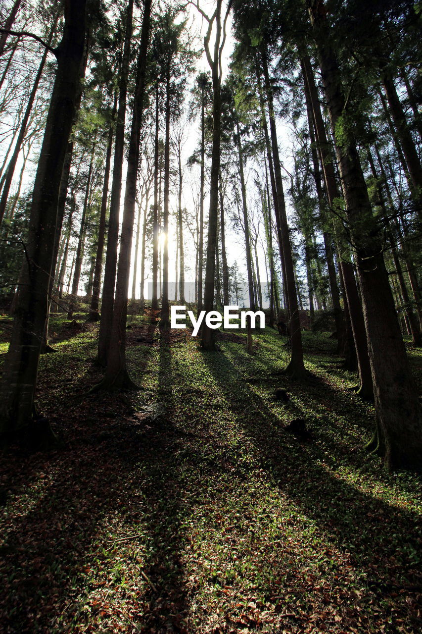 Trees growing in forest