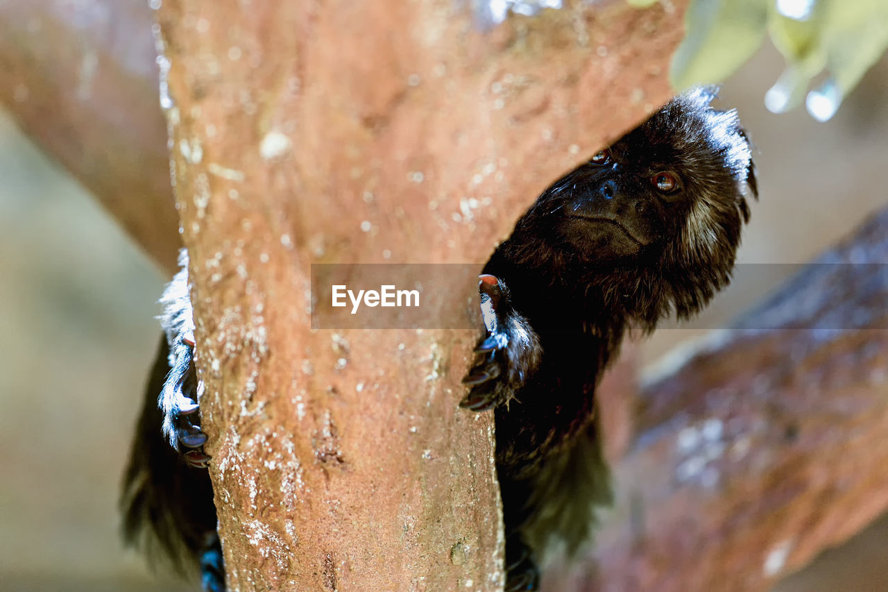 Portrait of marmoset macaque sitting on tree trunk