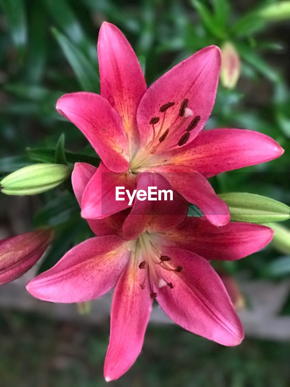 CLOSE-UP OF DAY LILY BLOOMING OUTDOORS