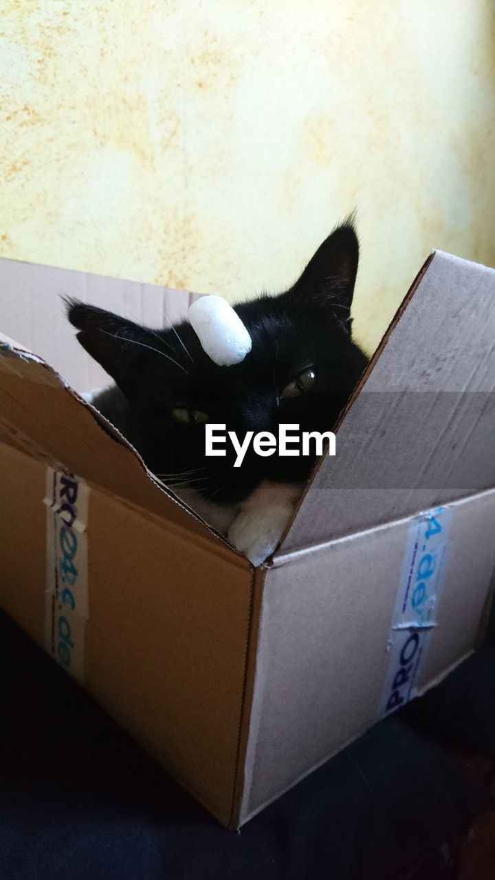 CLOSE-UP OF BLACK CAT IN BOX