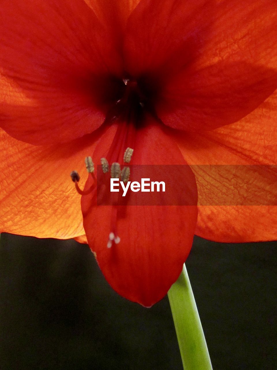 CLOSE-UP OF FLOWER HEAD