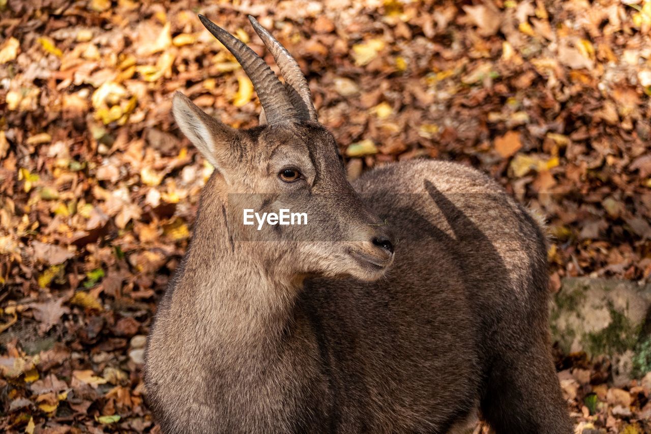 CLOSE-UP OF DEER ON FIELD