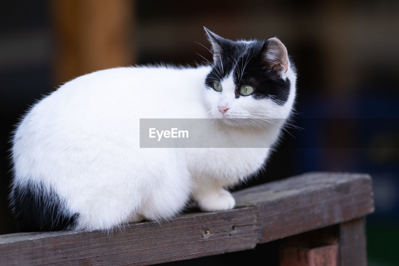 CAT SITTING ON BENCH AGAINST WALL