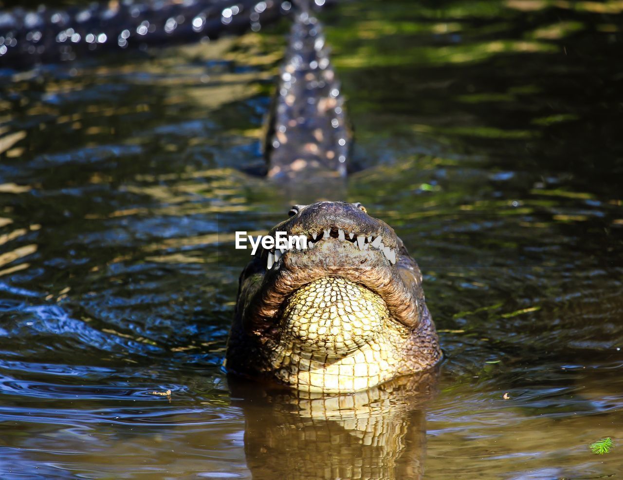 Close-up of alligator bellowing in lake