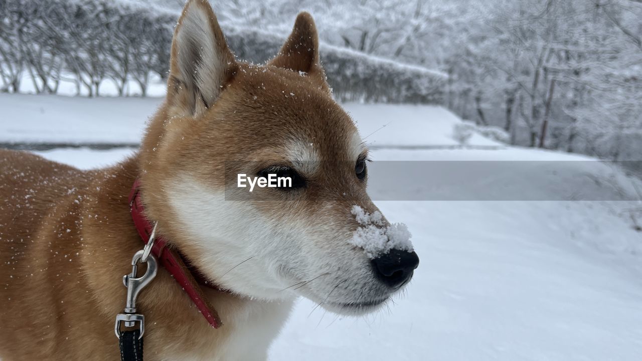 animal, animal themes, one animal, snow, mammal, dog, pet, winter, cold temperature, domestic animals, canine, carnivore, no people, nature, pet collar, collar, looking, looking away, white, focus on foreground, day, close-up, animal body part, hokkaido, outdoors, norwegian lundehund, wolfdog, sled dog, environment