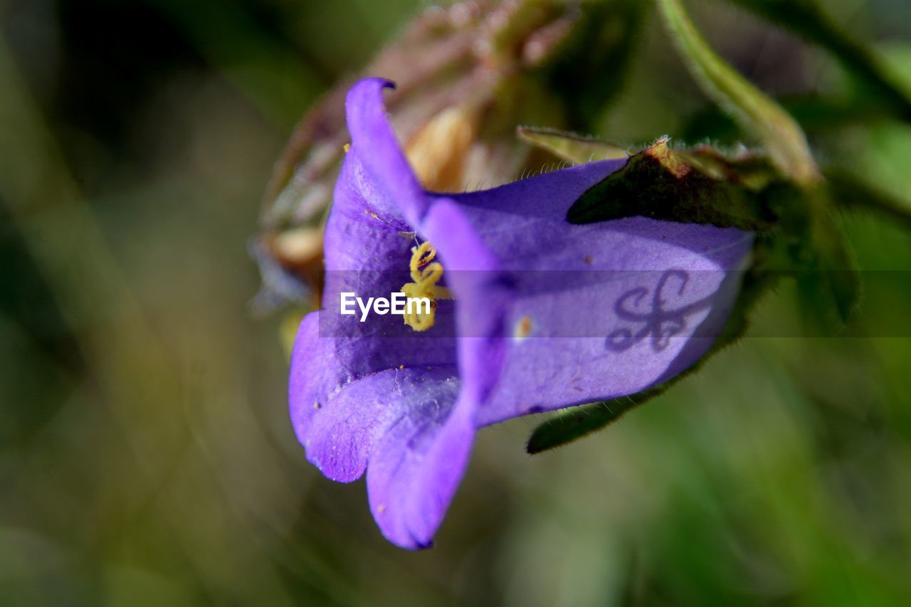 CLOSE-UP OF PURPLE FLOWERS