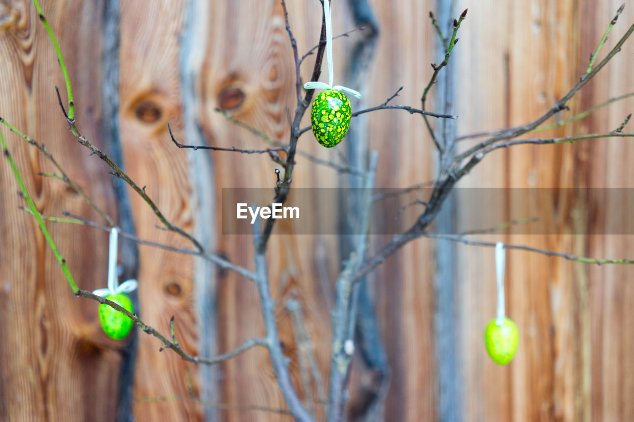 Green easter eggs hanging on dead plant