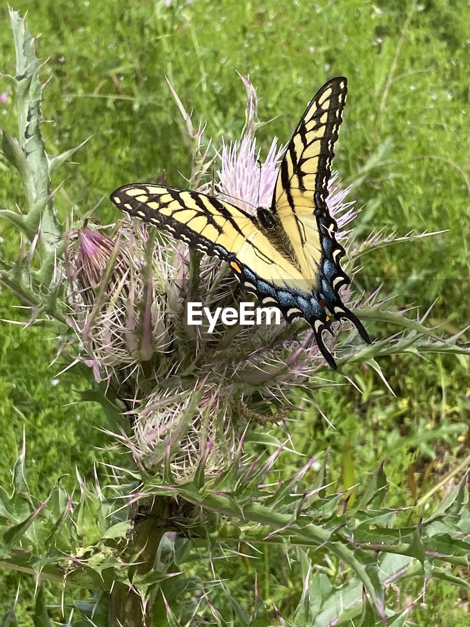 CLOSE-UP OF BUTTERFLY ON PLANT
