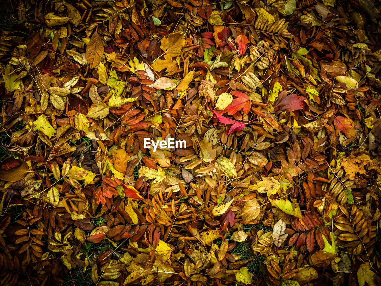 Full frame shot of dry leaves on field