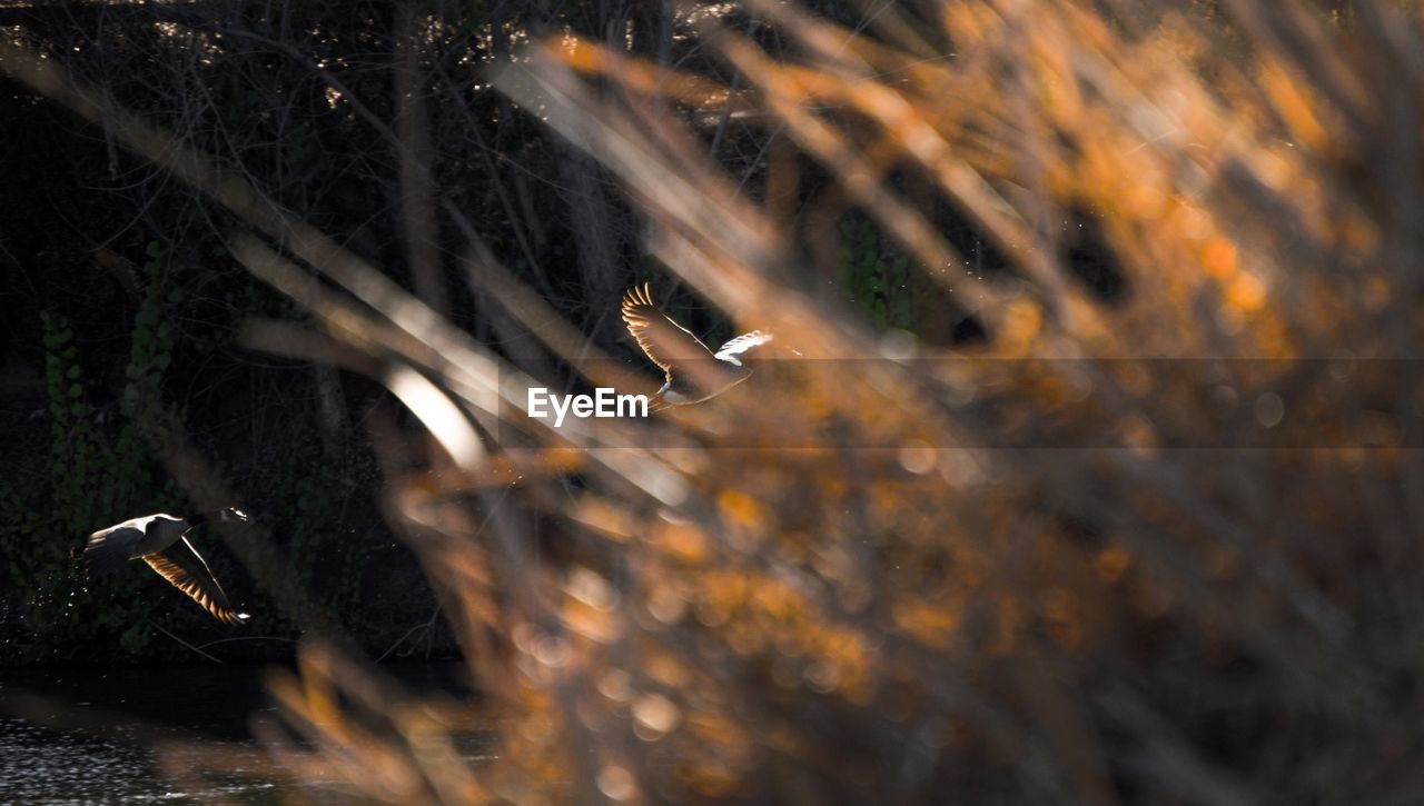 CLOSE-UP OF BIRD AGAINST BLURRED WATER