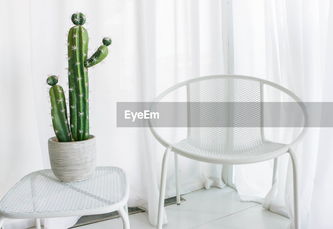 Green cactus and white clean curtain background