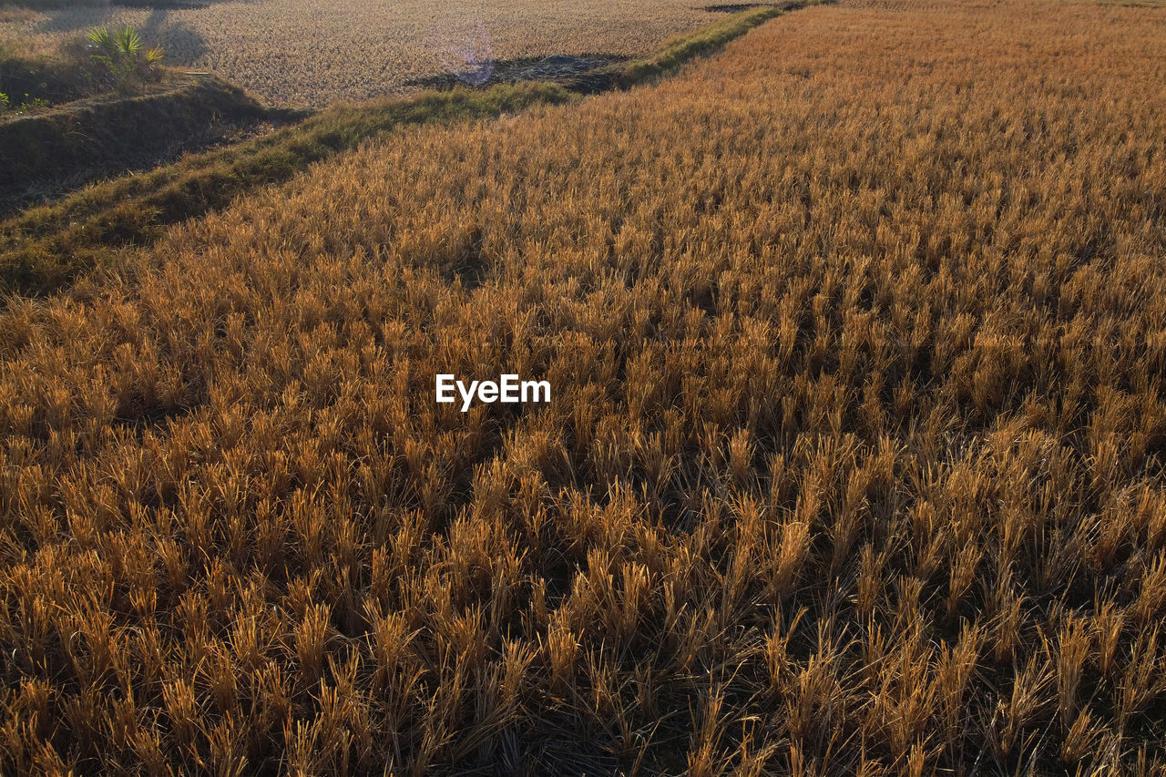 landscape, plant, land, environment, field, growth, beauty in nature, agriculture, scenics - nature, rural scene, nature, tranquility, natural environment, rural area, no people, crop, soil, prairie, tranquil scene, grass, hill, plain, grassland, tree, day, outdoors, autumn, non-urban scene, farm, sky, wilderness, morning, high angle view, horizon, sunlight, idyllic, steppe, flower