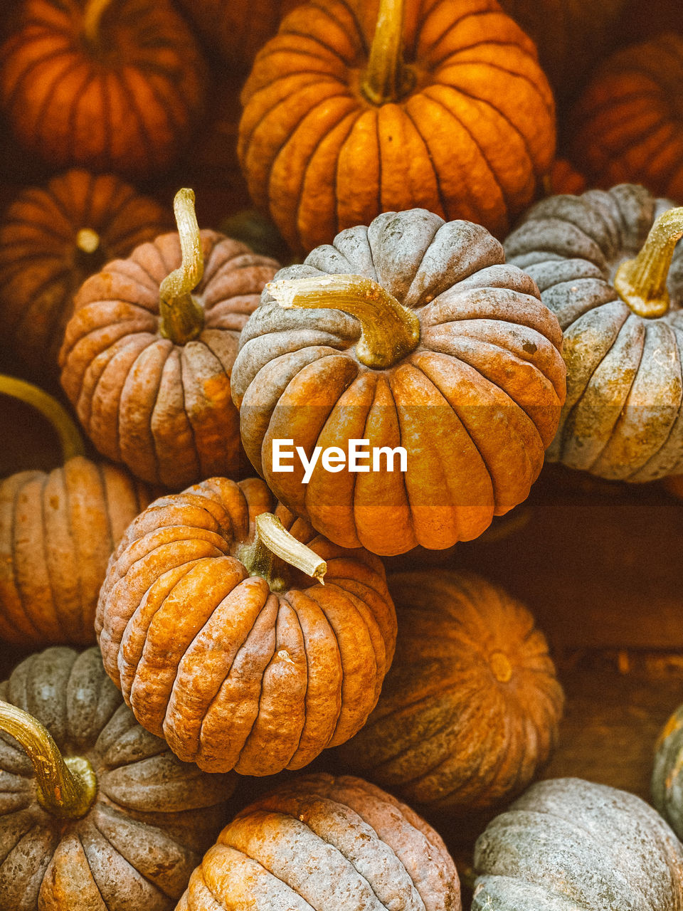 High angle view of pumpkins