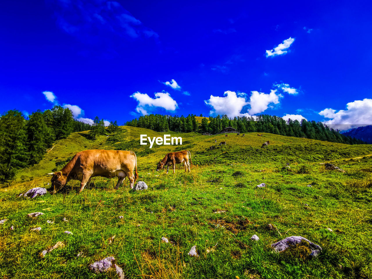 HORSE IN A FIELD