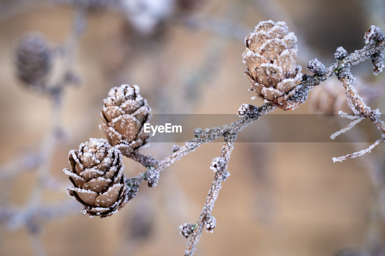 Close-up of pine cone covered with frost