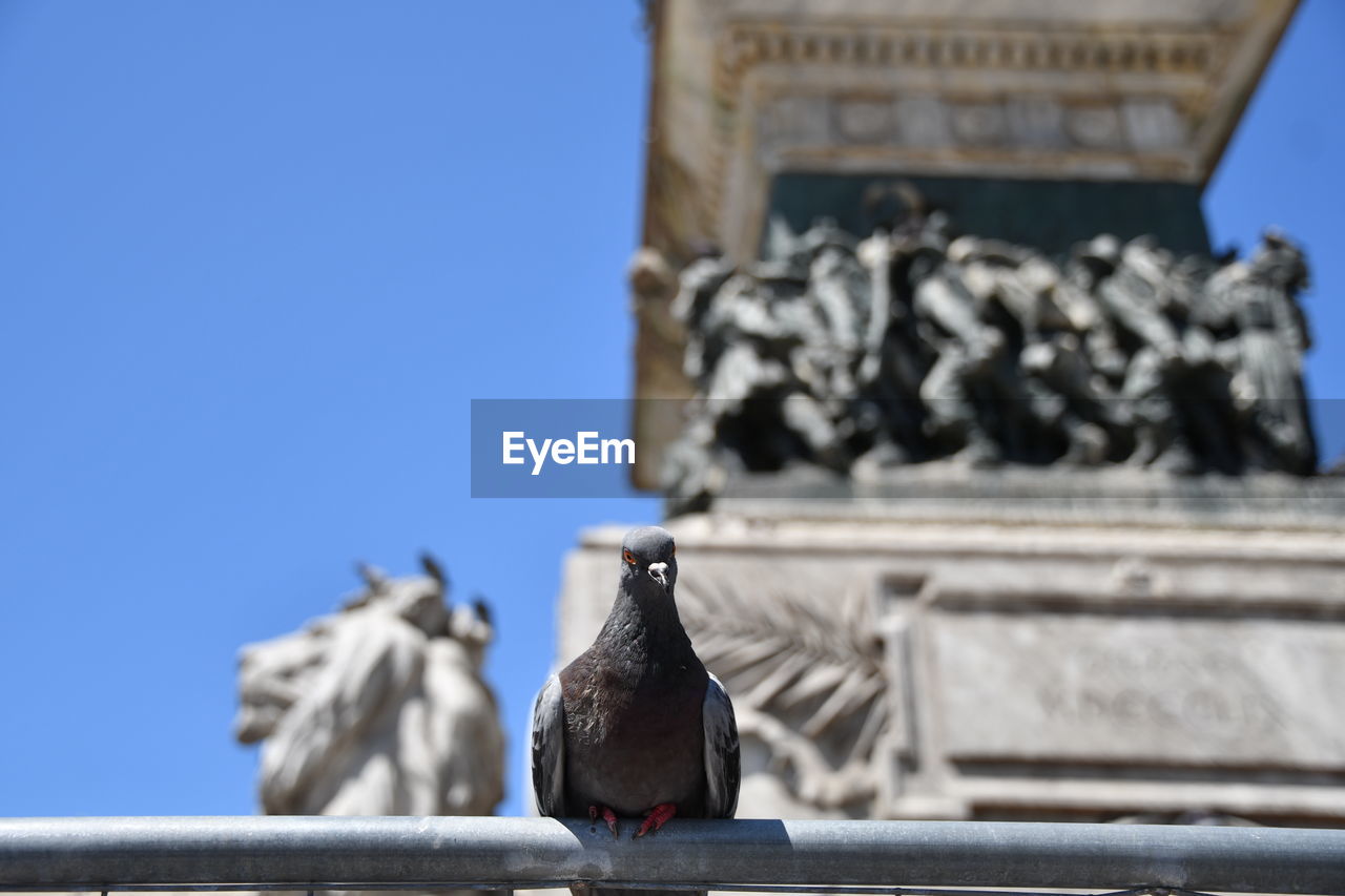 LOW ANGLE VIEW OF PIGEONS PERCHING ON STATUE AGAINST SKY